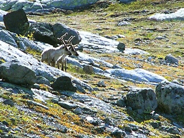 JOTUNHEIMEN__DVA_SOBY.JPG - JOTUNHEIMEN - DVA SOBY