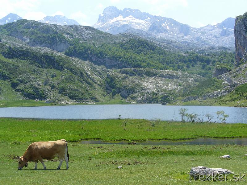 P1120289.JPG - Lago La Ercina - zátišie s kravou