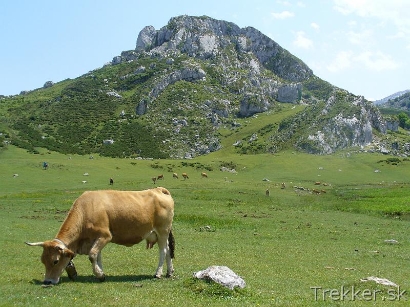 P1120292.JPG - Zátišie s kravou pri Lago La Ercina