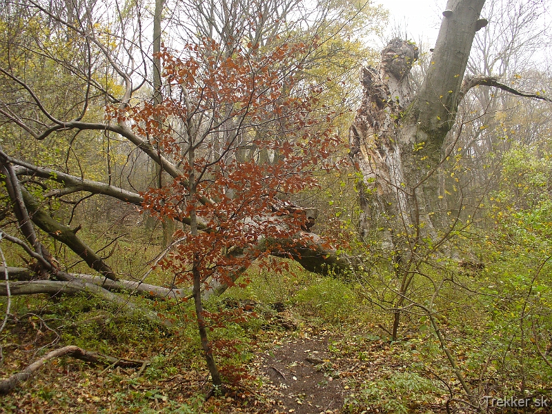 P1130329.JPG - Koniec velikána